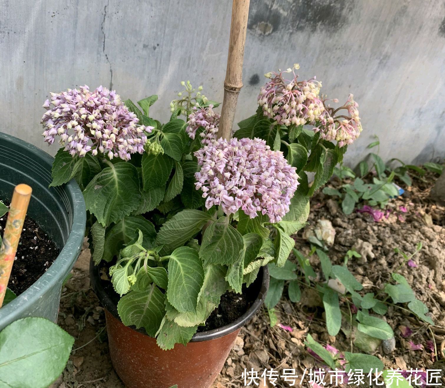 保湿|绣球花盆栽为什么晒一个小时就脱水?养绣球养出了坏脾气