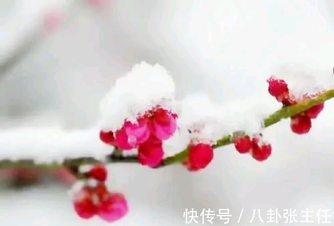 争锋$野渡征联:梅雪争锋春设局,征对下联