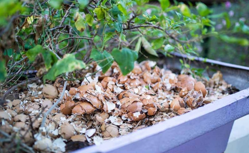 鸡蛋壳是养花神器，掌握住这些用法，完全不需再花钱买肥料了