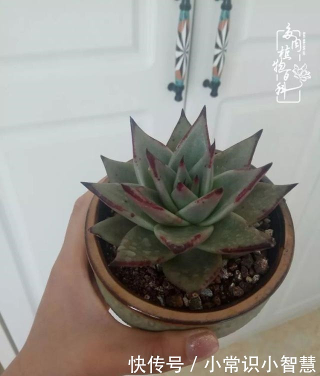 我是多肉飘窗党,我来晚了!我是多肉飘窗党,我来晚了!