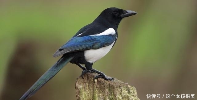 你家|“宅子出三喜,家中人辈出”这三喜是什么呢?快看你家出现了嘛