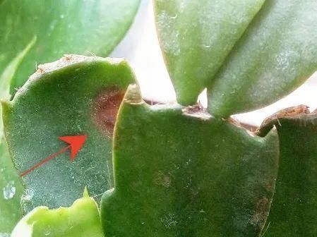 养护蟹爪兰，要注意8个要点，才能开出仙气飘飘花