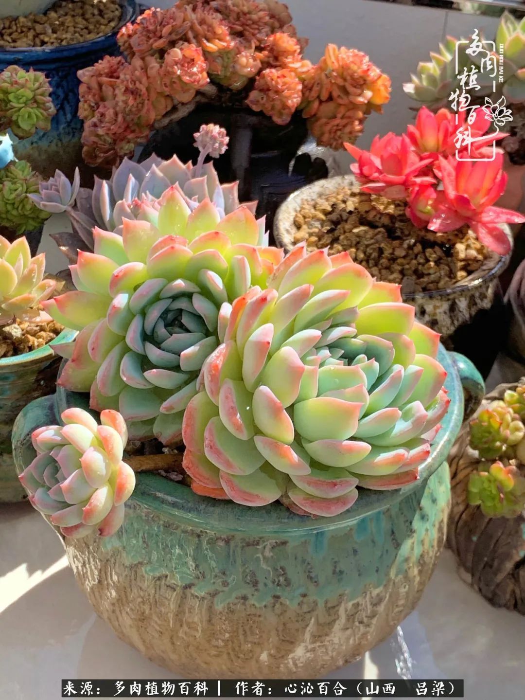 夏季的多肉，绿色才是主色调！努力呵护，期待绽放的那一刻！