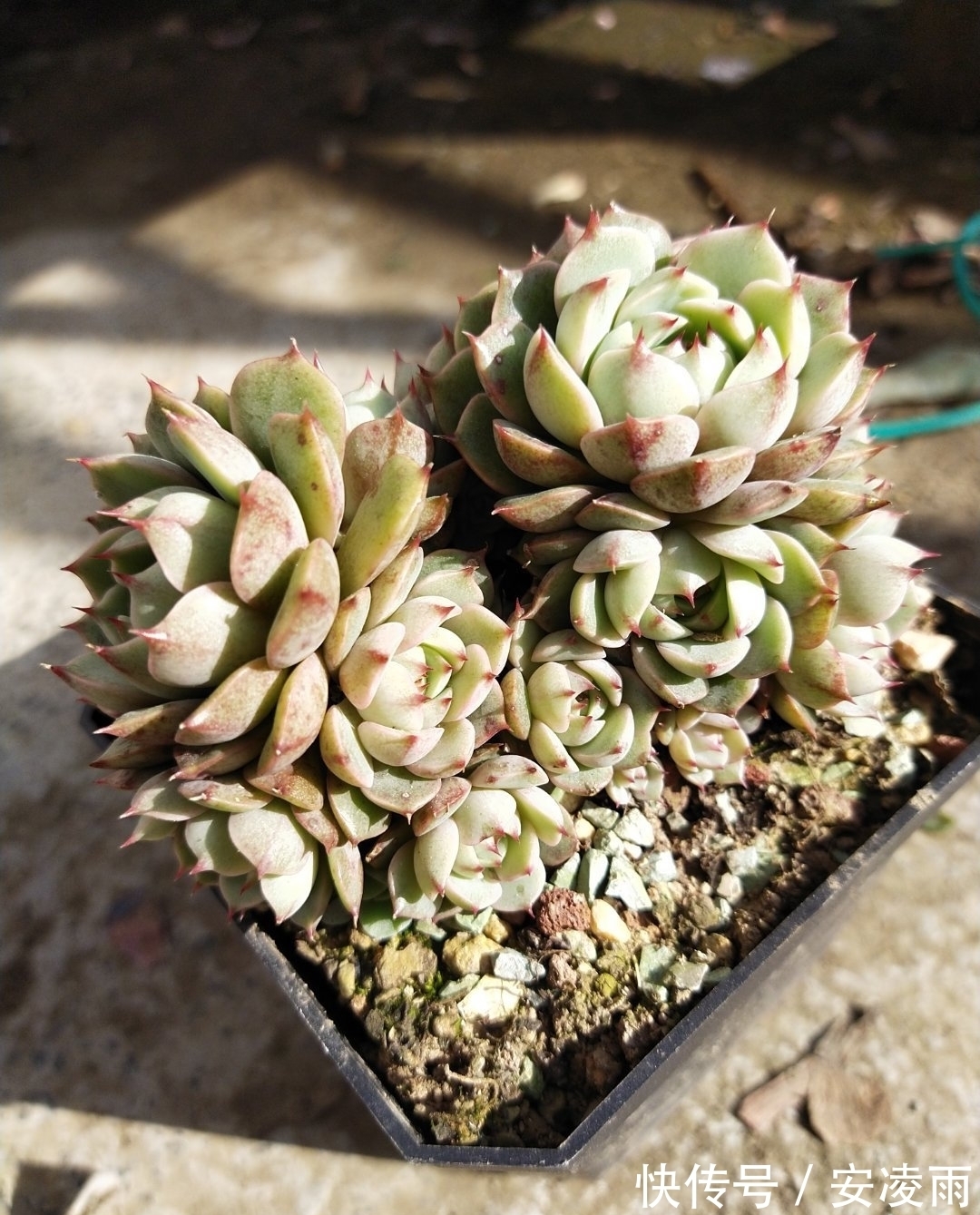 叶片|这“三多肉”是爆崽小能手,入冬放室外冻一冻,无需砍头易群生