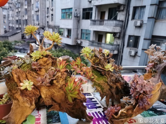 樟树|别人不要的烂木桩，我捡回家种多肉，价值翻了20倍！