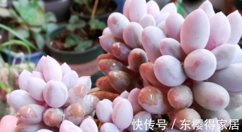 婴儿|天微凉,养这3款多肉,该小心黑腐问题
