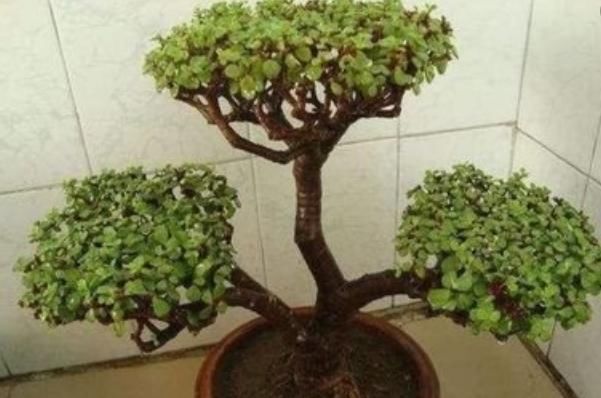 养不好马齿苋树,快用上“3种技巧”,越长越旺,不久成“盆景”