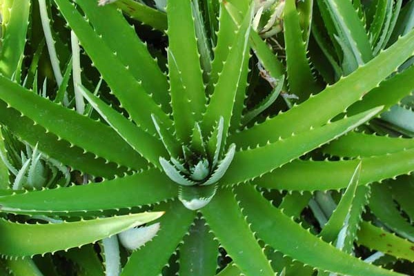 芦荟可以消肿止痒，想在家中种植一些芦荟，学会以下几点就可以