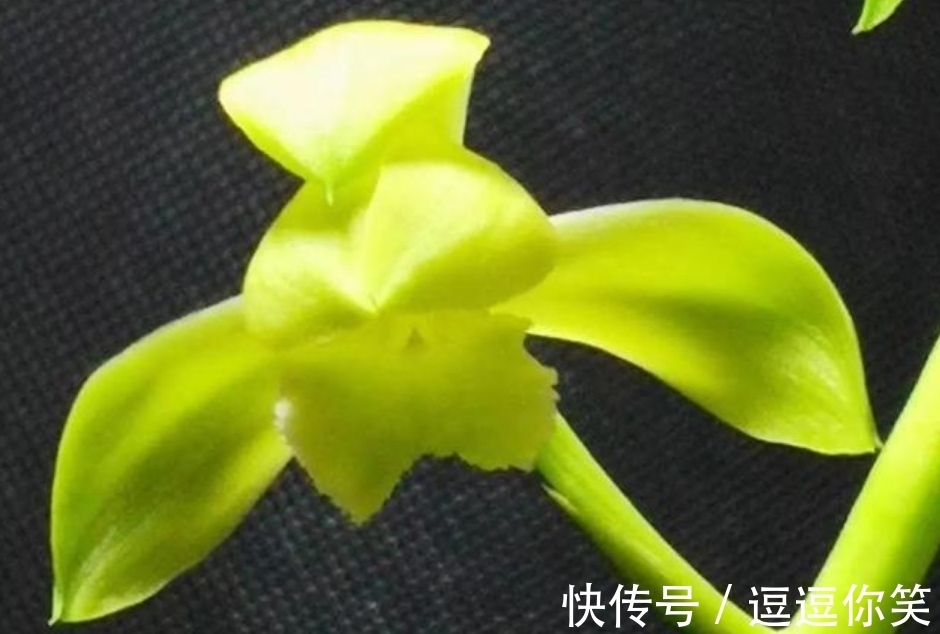 兰花|价值700万元的素荷,堪称花中极品,为何如此珍贵?一起来看看