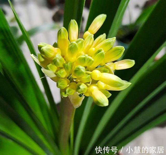 虎皮兰|这5种花不过时,深受阳台党的喜爱,首次养花可参考