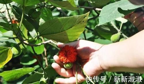 褚实子|骨质增生必看!一个非常强大快要失传的方子,2味药治好5年足跟痛