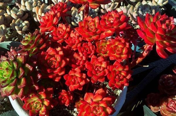 公认比“玫瑰花”漂亮的7种多肉,山地玫瑰落榜,这3种得票最高