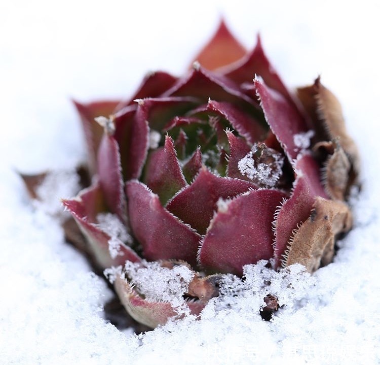 花盆|1种多肉“最好养”,零下20℃冻不死,雪地里“照常”生长