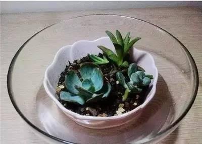 植物|快死的花卉这样做，能轻松起死回生！