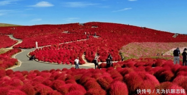 在中国被做成扫把的植物,到了日本却视为宝贝,成了观赏性植物
