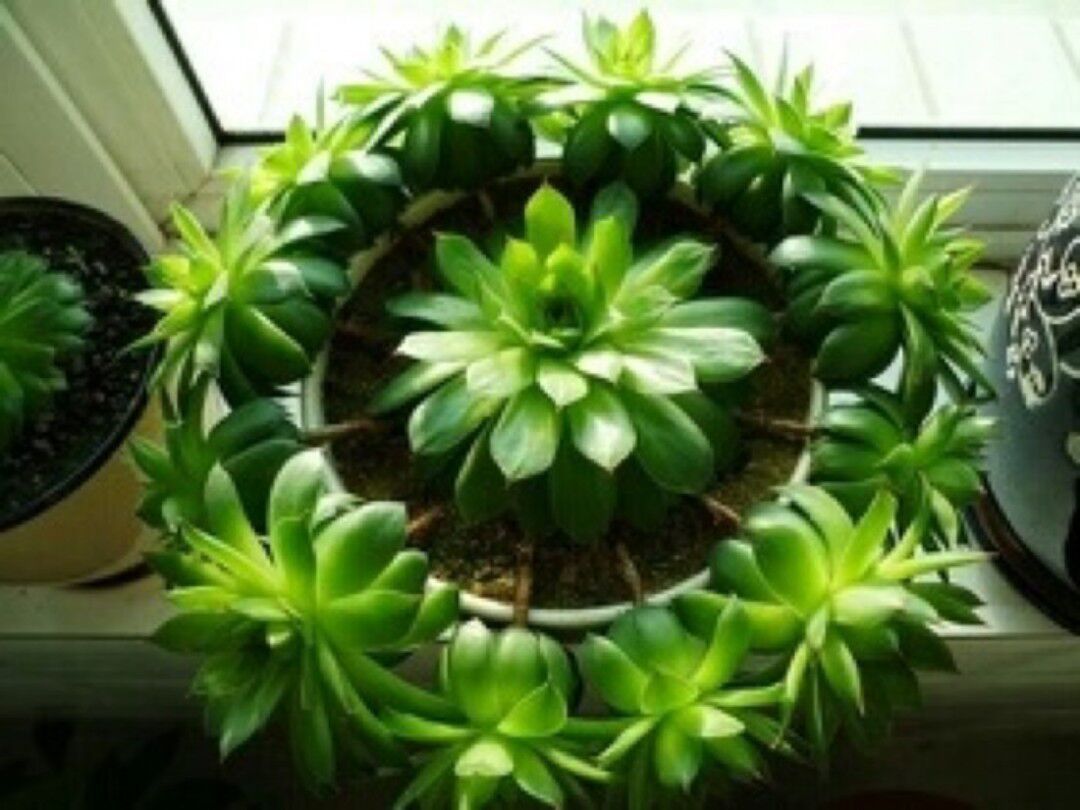观音莲想要长爆盆,几个步骤少不了,快去试试吧