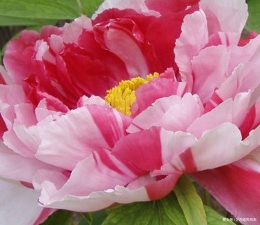 此花贵为国花,自古以来就备受宠爱,被推为百花之首