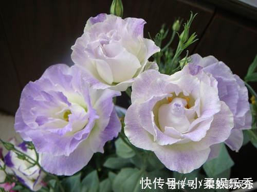 花卉|此花是优雅的花，有着鲜艳明亮的花色，代表着洁白无瑕