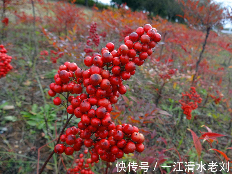 相思$南天竹,北国的相思