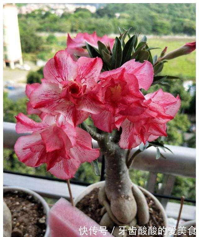 老桩|五种“大老桩”却要小盆养,用对盆,少管多晒更利于生长