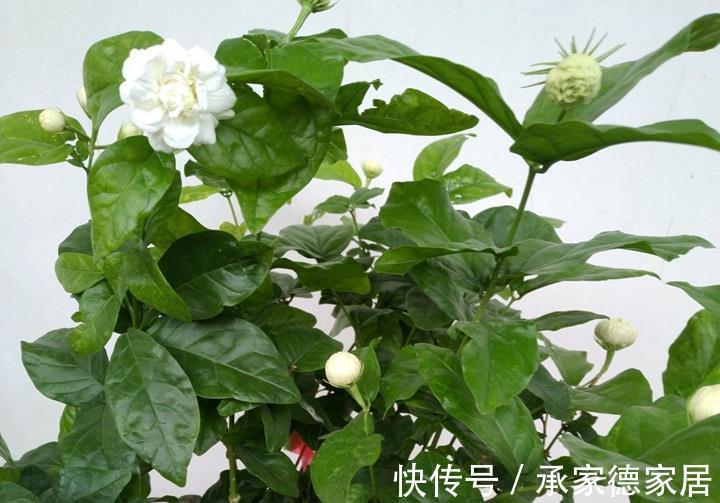 香气|养花试试这款,小小的几朵花,香气四处飘荡