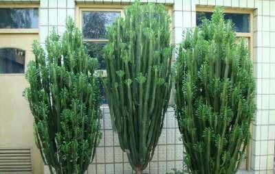 家里养这4种植物,旺财镇宅,净化空气又好看,养一盆特别值