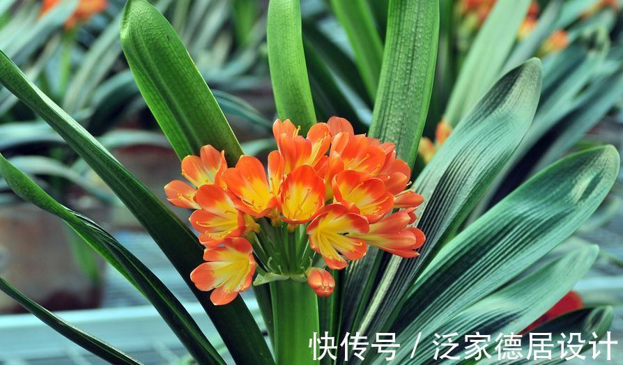 君子兰一叶苗难养活,做好四点,顺利度过幼苗期,步入生长快车道