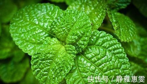 食物|得了痔疮不要拖，4种食物每天吃一点，消肿止疼，比吃药管用！