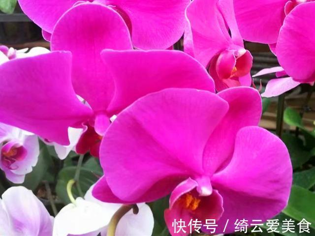 过年买的蝴蝶兰开败后别扔,简单几步处理,养好可以开花多年