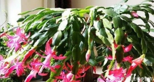 养蟹爪兰,入冬后3个地方不能放,否则影响开花!