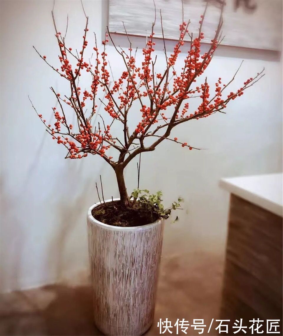 年宵花上市,这6种花“有档次”,养在家里颜值高、倍有面儿