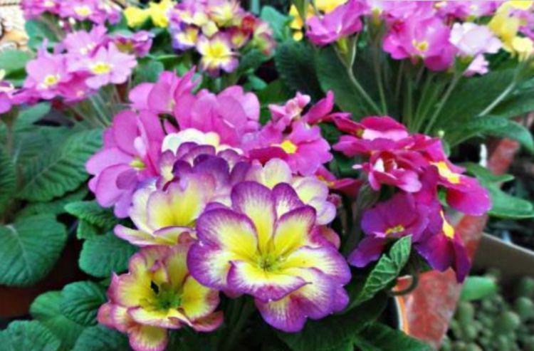 适合家养的几款花卉,便宜又好养,阳台变温馨花园