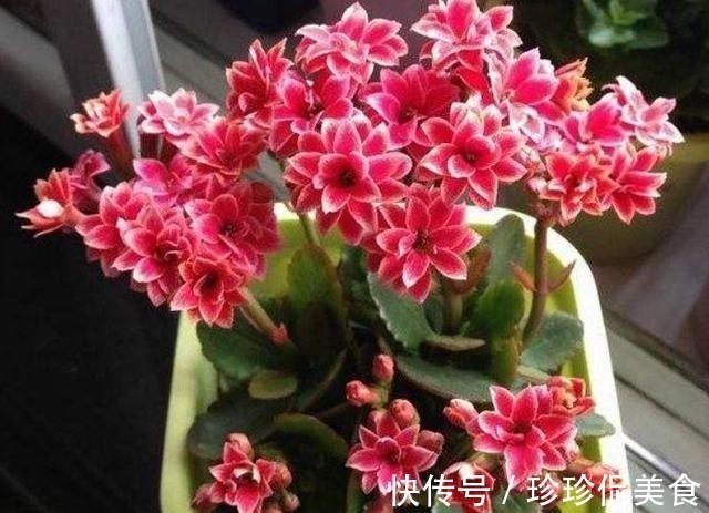 长寿花不能一盆栽多棵!因为难养好,想要一盆多色只有一个方法!