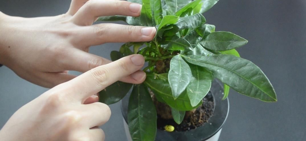 花盆里放瓣大蒜, 没想到作用这么大, 看完你会感谢我的