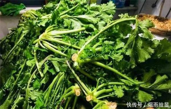 这种比辣椒还辣的蔬菜,腌制后变成“大众腌菜”,对便秘有特效
