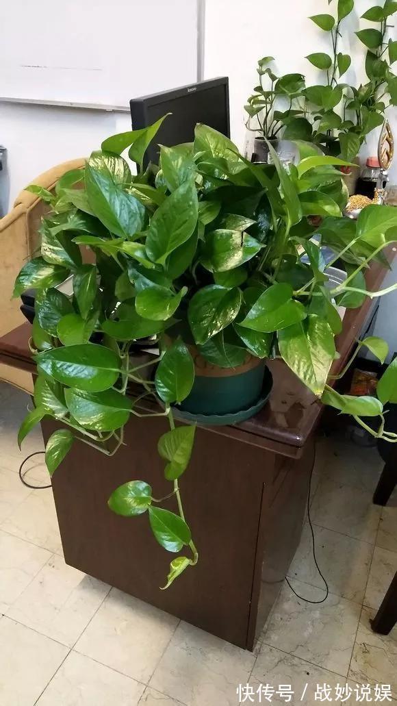 6种花是“老酒鬼”,1个月喝2杯,叶子油亮亮,花苞冒不完