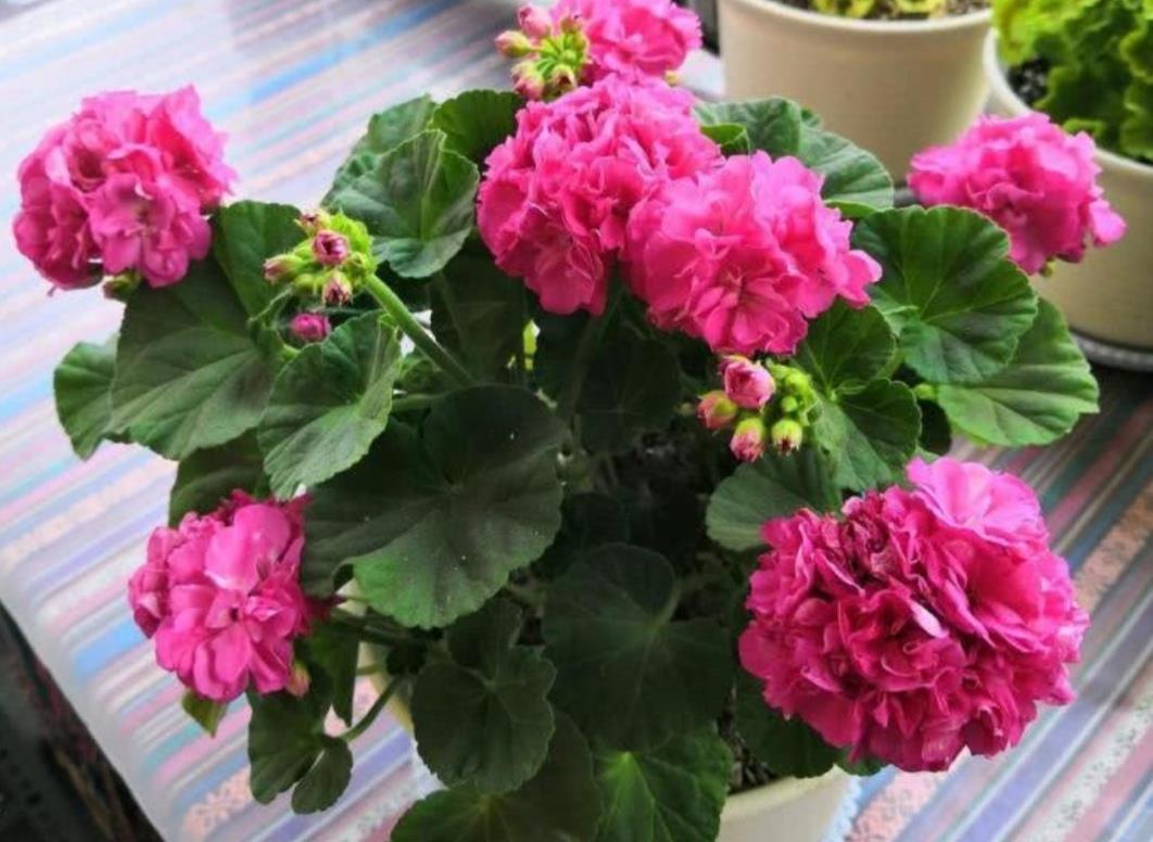 太阳花|6种公认好养的花卉,开花漂亮又美观,养起来简单