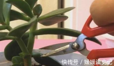 养玉树，学2招1盆变10盆，3点养护非常关键，快瞧瞧吧