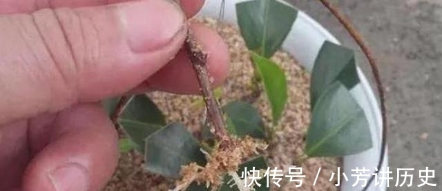 桂花|桂花怎样繁殖快?“扦插”最靠谱,教你扦插小技巧