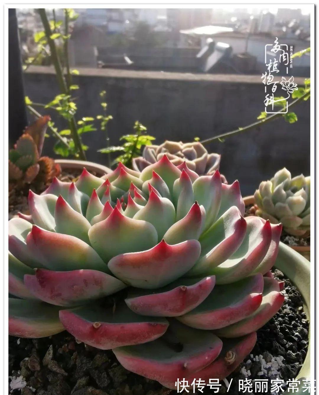 百科|多肉之路,让我沉醉,浮世三千,有肉就欢!