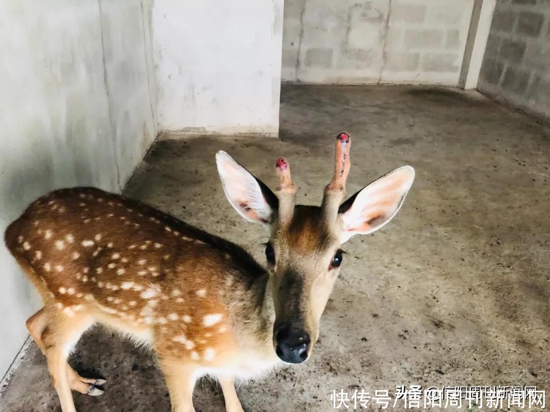 “五一”长假嗨翻天｜来鸡公山踏青、赏花、演艺活动精彩不断