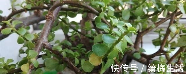 养护|养金枝玉叶，不注意“2点”，叶片哗哗掉，小心变光杆！
