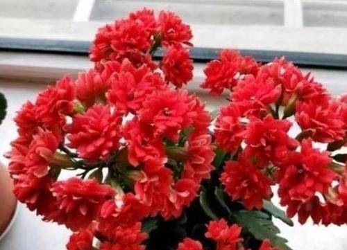 开花最香的4种花，家里养一盆，花姿妖娆，四季繁花似锦，美