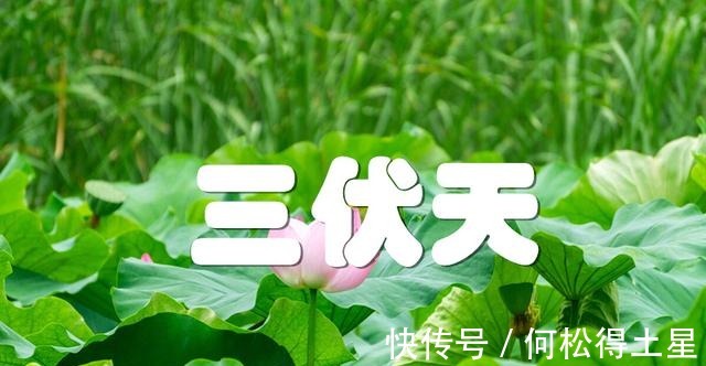 赤小豆|入伏后,不管有钱没钱,家中都要常备这4宝,应时而食,平安度夏!