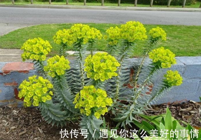 10种最耐寒的多肉植物，零下了都不会死，新手就养它们吧