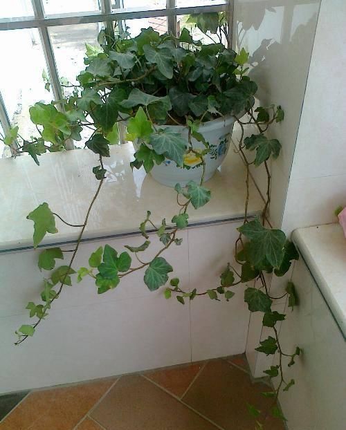 厕所里养花,把潮气毒气都吸走了,身体好皮肤好