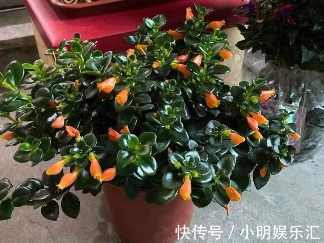 5种“金字花”,富贵招财有“好兆头”,当成年宵花,吉利又旺家