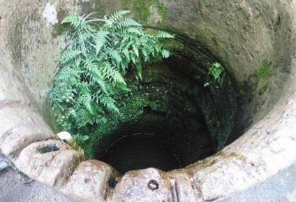 老水井|老水井边的这种草,人称八字龙,如今不多见,能抗癌,看到别乱拔