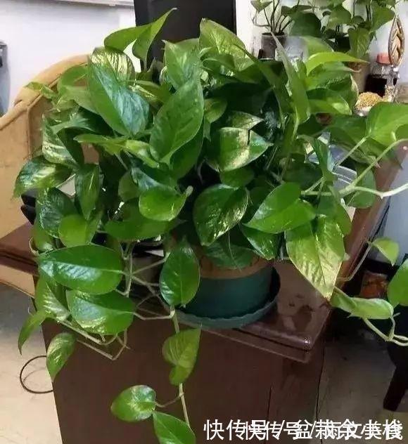 浇花|盆里灌点饮料，盆土疏松有营养，10年不用换土花也长得旺