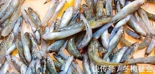 农村河里，一种趴在沙子里的小鱼，以前没人要，如今真是稀少